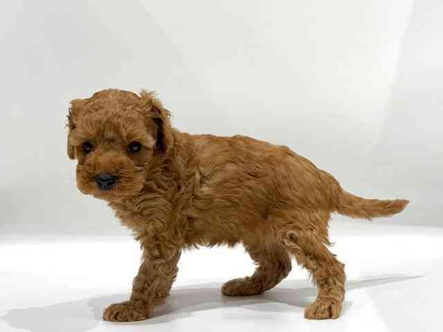 愛知県のトイプードル(トイ) (ひごペットフレンドリーヴィアモール アピタ江南西店/2025年9月20日生まれ/女の子/レッド)の子犬の3枚目の画像