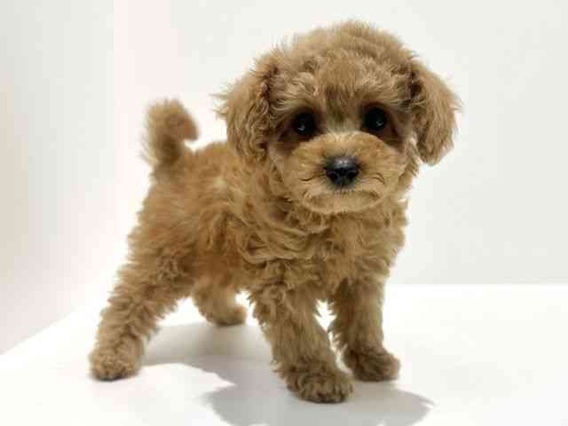 大阪府のトイプードル(トイ) (ひごペットフレンドリーイオン高槻店/2025年9月20日生まれ/女の子/レッド)の子犬の3枚目の画像