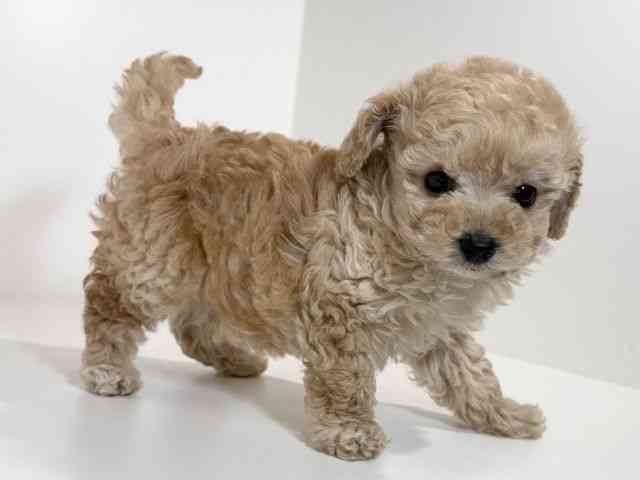 兵庫県のトイプードル(トイ) (ひごペットフレンドリーイトーヨーカドー明石店/2025年9月17日生まれ/男の子/アプリコット)の子犬の3枚目の画像