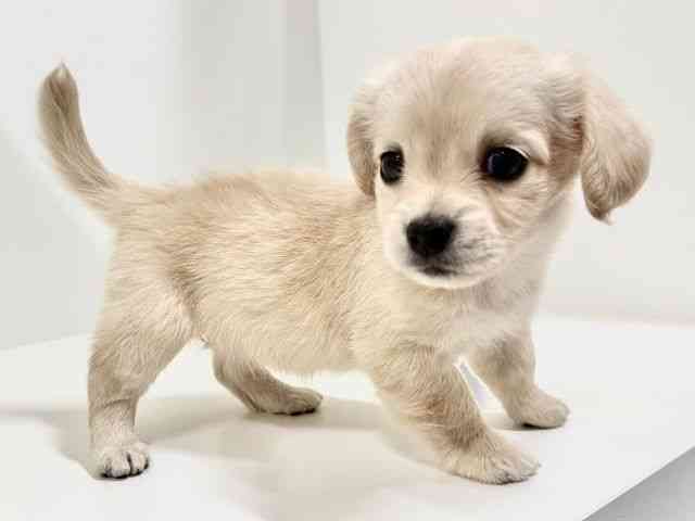 奈良県のチワックス(チワワ×ダックス) (ひごペットフレンドリーイオンモール橿原ウエスト・ビレッジ店/2025年9月16日生まれ/女の子/イエロー)の子犬の3枚目の画像