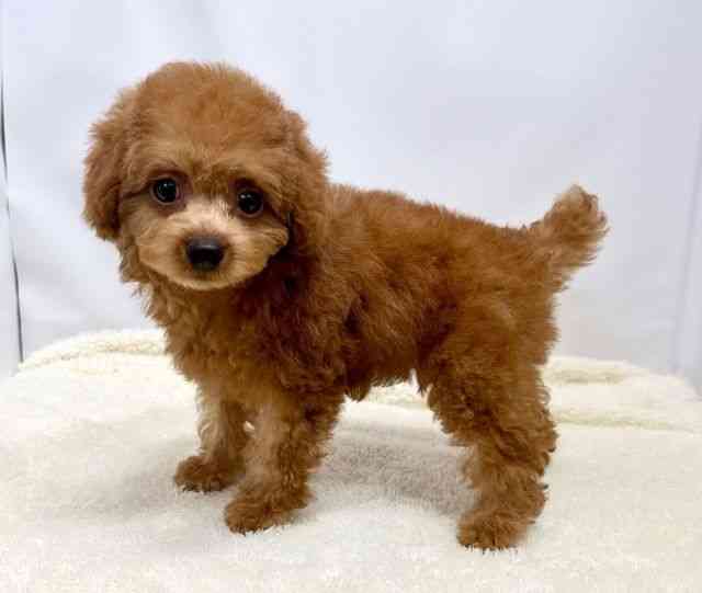 広島県のトイプードル(トイ) (ひごペットフレンドリーゆめタウン廿日市店/2025年9月16日生まれ/女の子/レッド)の子犬の3枚目の画像