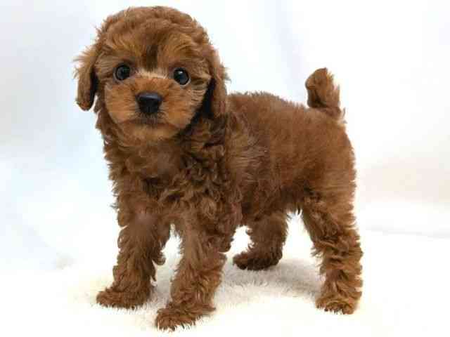 広島県のトイプードル(トイ) (ひごペットフレンドリーゆめタウン廿日市店/2025年9月16日生まれ/女の子/レッド)の子犬の3枚目の画像