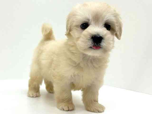 兵庫県のポメプー(ポメラニアン×プードル) (ひごペットフレンドリーブルメールHAT神戸店/2025年9月20日生まれ/女の子/クリーム)の子犬の3枚目の画像