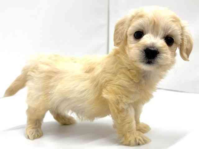 広島県のポメプー(ポメラニアン×プードル) (ひごペットフレンドリーフジグラン神辺店/2025年9月20日生まれ/男の子/クリーム)の子犬の3枚目の画像