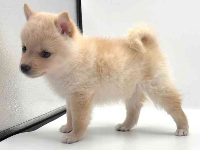 愛知県のポメ柴/豆ポメ/ポメ豆柴(ポメラニアン×柴犬) (ひごペットフレンドリープライムツリー赤池店/2025年9月19日生まれ/男の子/ホワイト)の子犬の3枚目の画像