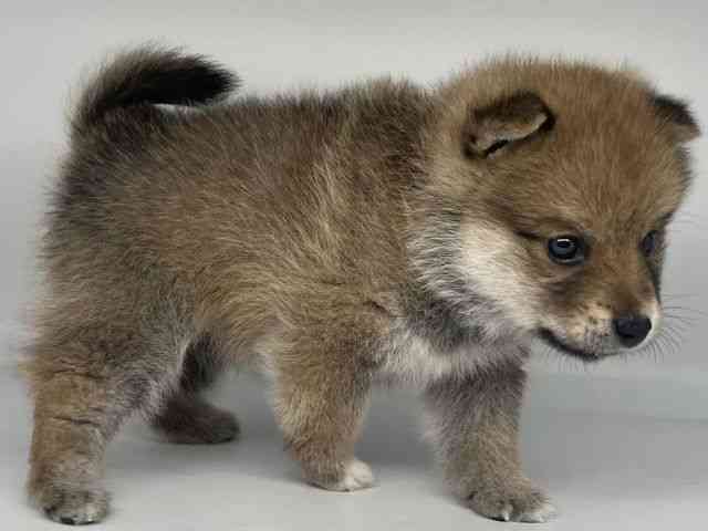 徳島県のポメ柴/豆ポメ/ポメ豆柴(ポメラニアン×柴犬) (ひごペットフレンドリーゆめタウン徳島店/2025年9月19日生まれ/男の子/レッド)の子犬の3枚目の画像