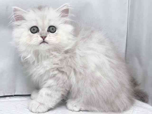 大阪府のペルシャ (ひごペットフレンドリー堺プラットプラット店/2025年9月20日生まれ/女の子/チンチラシルバー)の子猫の3枚目の画像