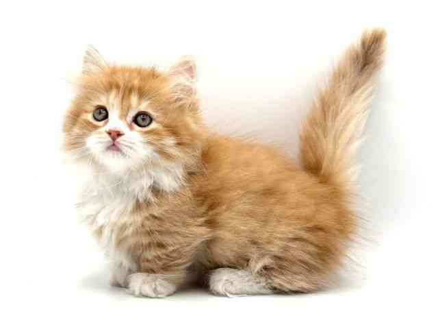 大阪府のミヌエット (ひごペットフレンドリーみのおキューズモール店/2025年9月17日生まれ/女の子/レッドタビーホワイト)の子猫の3枚目の画像