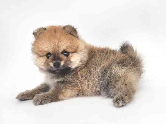 大阪府のポメラニアン (ひごペットフレンドリー泉ヶ丘店/2025年9月20日生まれ/男の子/オレンジ)の子犬の3枚目の画像