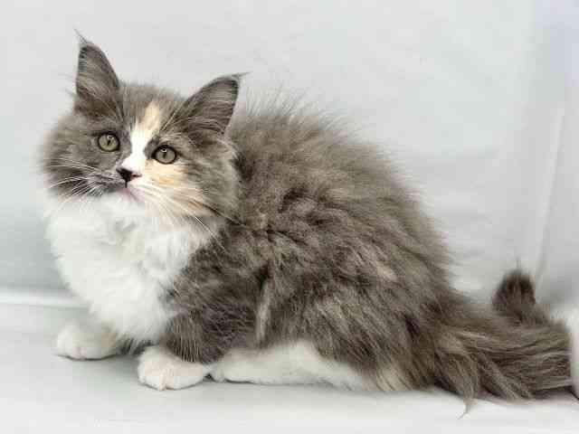 大阪府のサイベリアン (ひごペットフレンドリーイトーヨーカドー津久野店/2025年9月21日生まれ/女の子/ダイリュートキャリコ)の子猫の3枚目の画像