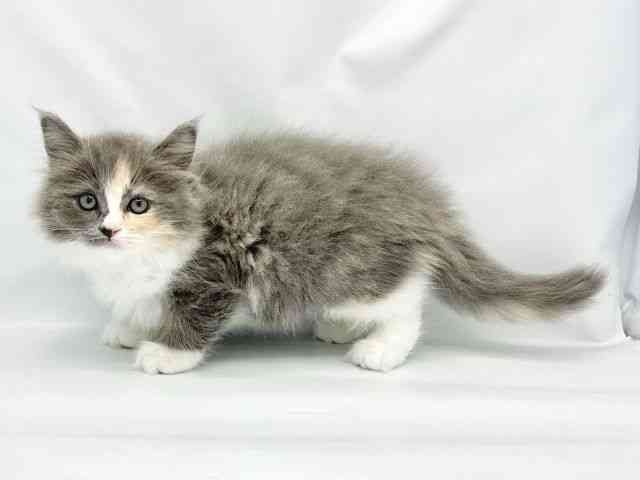 大阪府のサイベリアン (ひごペットフレンドリーイトーヨーカドー津久野店/2025年9月21日生まれ/女の子/ダイリュートキャリコ)の子猫の3枚目の画像