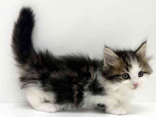 大阪府のミヌエット (ひごペットフレンドリーくずはモール店/2025年9月18日生まれ/男の子/ブラウンタビーホワイト)の子猫の3枚目の画像