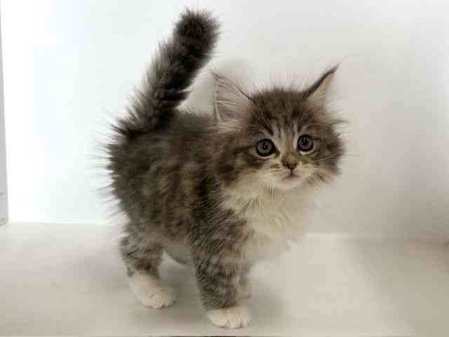 大阪府のラガマフィン (ひごペットフレンドリーアクロスプラザ住之江店/2025年9月21日生まれ/男の子/ブルータビーホワイト)の子猫の3枚目の画像