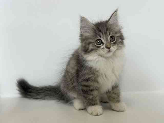 大阪府のラガマフィン (ひごペットフレンドリーアクロスプラザ住之江店/2025年9月21日生まれ/男の子/ブルータビーホワイト)の子猫の3枚目の画像