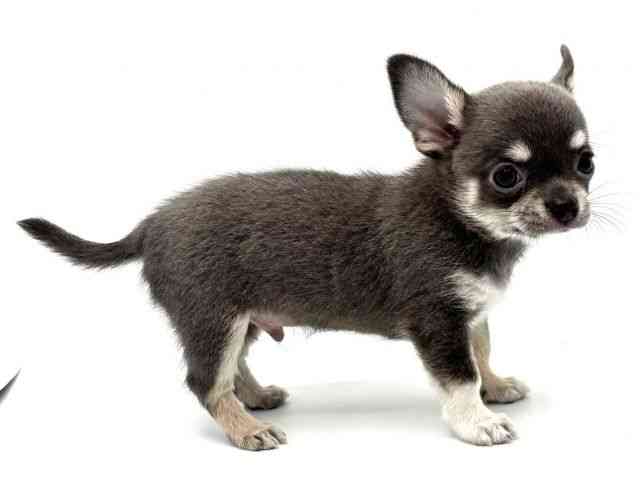 大阪府のチワワ(スムース) (ひごペットフレンドリーみのおキューズモール店/2025年9月20日生まれ/男の子/ブルータンホワイト)の子犬の3枚目の画像