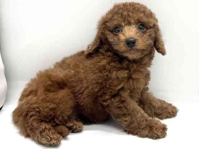 広島県のトイプードル(トイ) (ひごペットフレンドリーフジグラン神辺店/2025年9月21日生まれ/男の子/レッド)の子犬の3枚目の画像