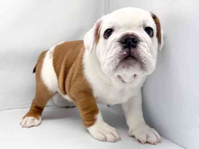 福岡県のブルドッグ (ひごペットフレンドリーリバーウォーク北九州店/2025年9月16日生まれ/男の子/レッドホワイト)の子犬の3枚目の画像