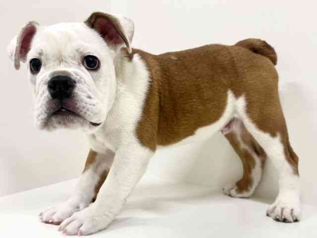 福岡県のブルドッグ (ひごペットフレンドリーリバーウォーク北九州店/2025年9月16日生まれ/男の子/レッドホワイト)の子犬の3枚目の画像