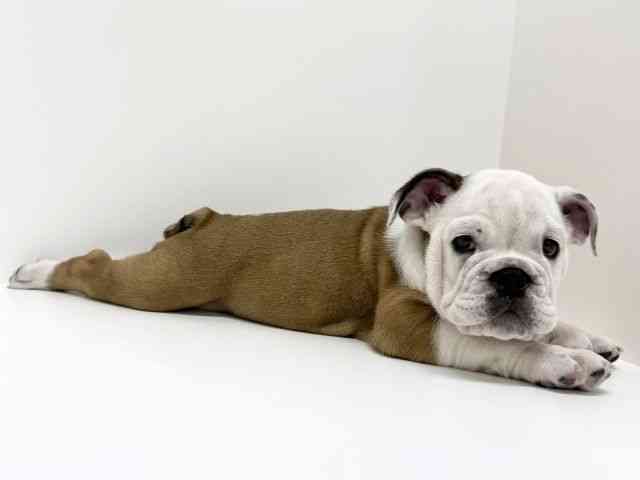 大阪府のブルドッグ (ひごペットフレンドリーくずはモール店/2025年9月16日生まれ/男の子/レッドホワイト)の子犬の3枚目の画像