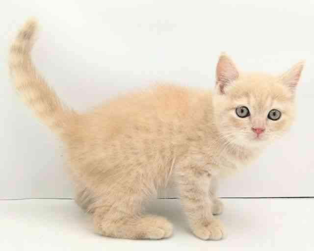 兵庫県のブリティッシュショートヘアー (ひごペットフレンドリークラウンパーク伊丹店/2025年9月19日生まれ/男の子/クリーム)の子猫の3枚目の画像