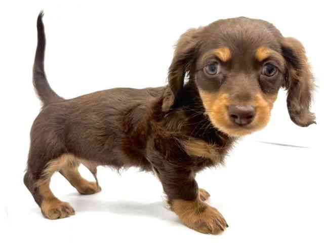 大阪府のミニチュアダックスフンド(ロング) (ひごペットフレンドリーイオンタウン茨木太田店/2025年9月20日生まれ/男の子/チョコレートタン)の子犬の3枚目の画像