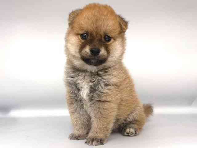 広島県の柴プー/豆プー/マメプー(柴犬×トイプードル) (ひごペットフレンドリーフジグラン神辺店/2025年9月16日生まれ/男の子/赤)の子犬の3枚目の画像