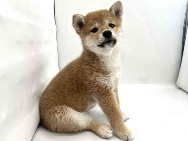 京都府の柴犬(標準サイズ) (ひごペットフレンドリー京都店/2025年9月20日生まれ/男の子/赤)の子犬の3枚目の画像