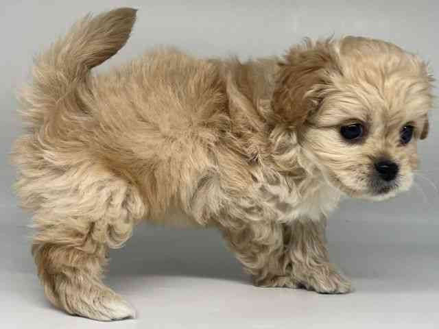 徳島県のペキプー(ペキニーズ×プードル) (ひごペットフレンドリーゆめタウン徳島店/2025年9月20日生まれ/男の子/クリーム)の子犬の3枚目の画像