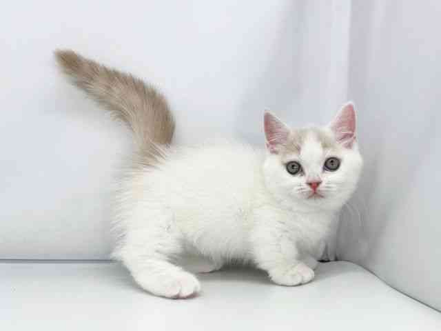 兵庫県のマンチカン (ひごペットフレンドリーイオンタウン加古川店/2025年9月18日生まれ/女の子/クリームタビーホワイト)の子猫の3枚目の画像