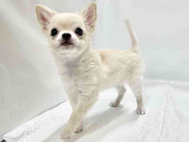 高知県のチワワ(ロング) (ひごペットフレンドリーイオンモール高知店/2025年9月21日生まれ/女の子/クリーム)の子犬の3枚目の画像