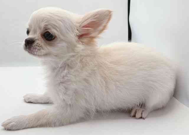 島根県のチワワ(ロング) (ひごペットフレンドリーイオン松江ショッピングセンター店/2025年9月20日生まれ/女の子/クリーム)の子犬の3枚目の画像