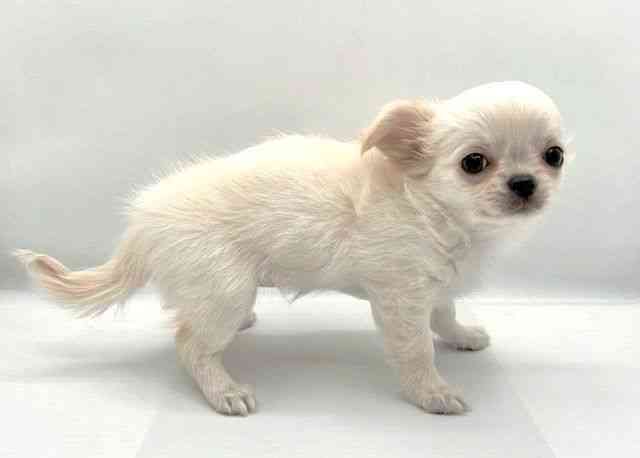 島根県のチワワ(ロング) (ひごペットフレンドリーイオン松江ショッピングセンター店/2025年9月20日生まれ/女の子/クリーム)の子犬の3枚目の画像