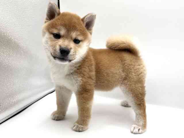 京都府の柴犬(標準サイズ) (ひごペットフレンドリーイオンモール高の原店/2025年9月21日生まれ/女の子/赤)の子犬の3枚目の画像