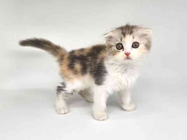 大阪府のスコティッシュフォールド (ひごペットフレンドリー泉ヶ丘店/2025年9月19日生まれ/女の子/ブルーパッチドタビ－＆ホワイト)の子猫の3枚目の画像