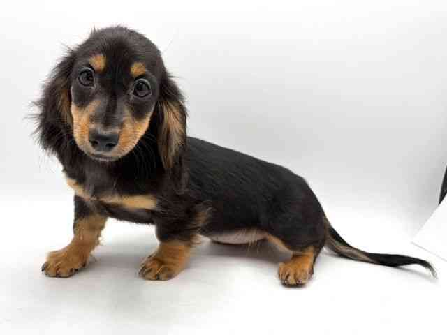 奈良県のミニチュアダックスフンド(ロング) (ひごペットフレンドリー田原本店/2025年9月17日生まれ/女の子/ブラックタン)の子犬の3枚目の画像