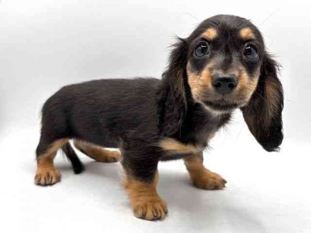 奈良県のミニチュアダックスフンド(ロング) (ひごペットフレンドリー田原本店/2025年9月17日生まれ/女の子/ブラックタン)の子犬の3枚目の画像