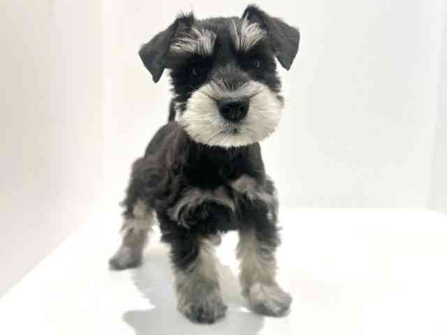 大阪府のミニチュアシュナウザー (ひごペットフレンドリーイオン高槻店/2025年9月20日生まれ/女の子/ブラックシルバー)の子犬の3枚目の画像