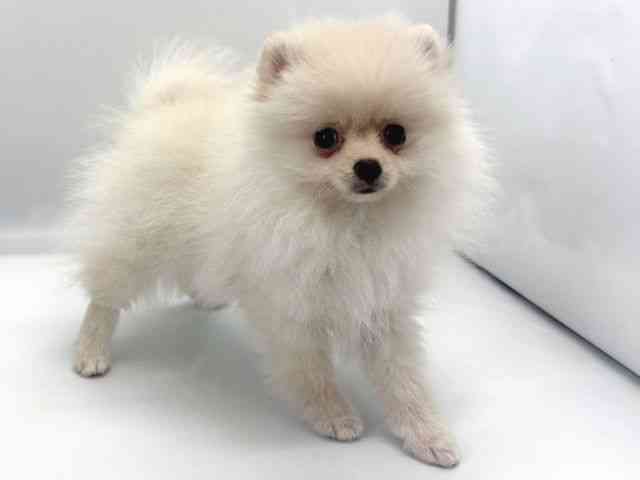 京都府のポメラニアン (ひごペットフレンドリー京都店/2025年9月20日生まれ/女の子/クリーム)の子犬の3枚目の画像