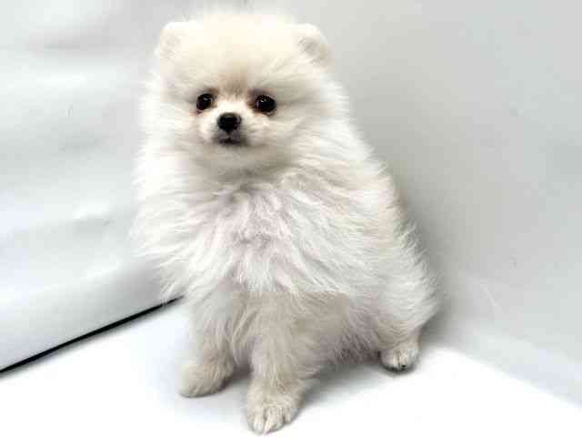 京都府のポメラニアン (ひごペットフレンドリー京都店/2025年9月20日生まれ/女の子/クリーム)の子犬の3枚目の画像