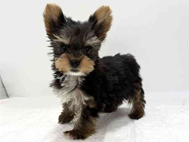 高知県のヨークシャーテリア (ひごペットフレンドリーイオンモール高知店/2025年9月20日生まれ/男の子/スチールブルータン)の子犬の3枚目の画像