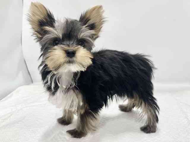 高知県のヨークシャーテリア (ひごペットフレンドリーイオンモール高知店/2025年9月20日生まれ/男の子/スチールブルータン)の子犬の3枚目の画像