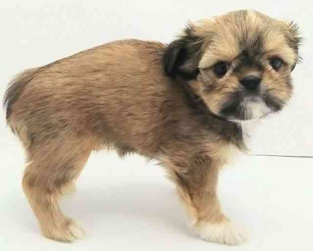 兵庫県のチワズー/チワシーズ(チワワ×シーズー) (ひごペットフレンドリークラウンパーク伊丹店/2025年9月21日生まれ/女の子/フォーン)の子犬の3枚目の画像