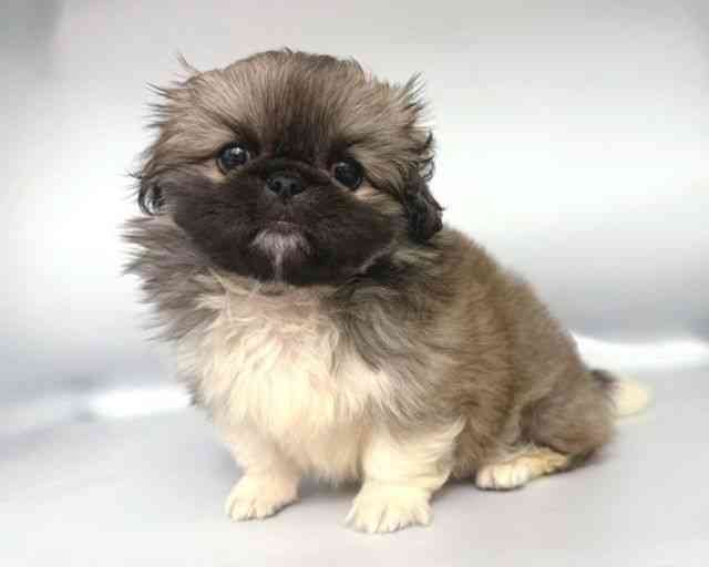 大阪府のペキニーズ (ひごペットフレンドリー岸和田店/2025年9月21日生まれ/女の子/フォーン)の子犬の3枚目の画像