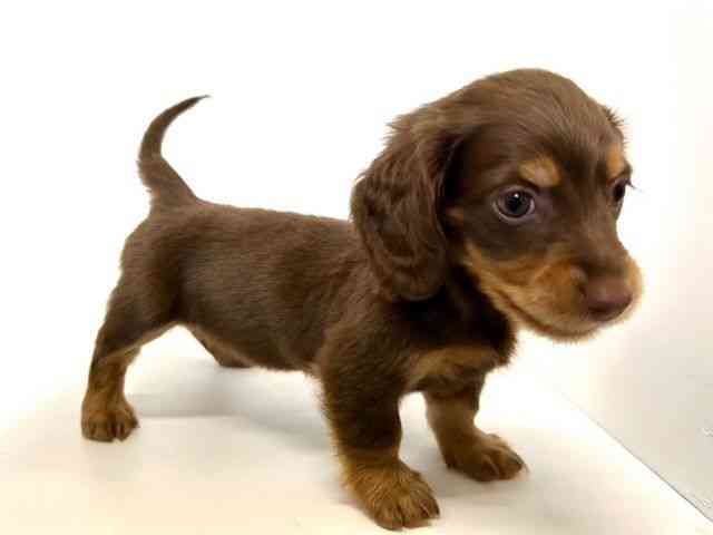 大阪府のミニチュアダックスフンド(ロング) (ひごペットフレンドリーアクロスプラザ住之江店/2025年9月20日生まれ/女の子/チョコレートタン)の子犬の3枚目の画像