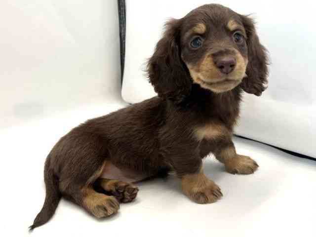 京都府のミニチュアダックスフンド(ロング) (ひごペットフレンドリー京都店/2025年9月20日生まれ/女の子/チョコレートタン)の子犬の3枚目の画像