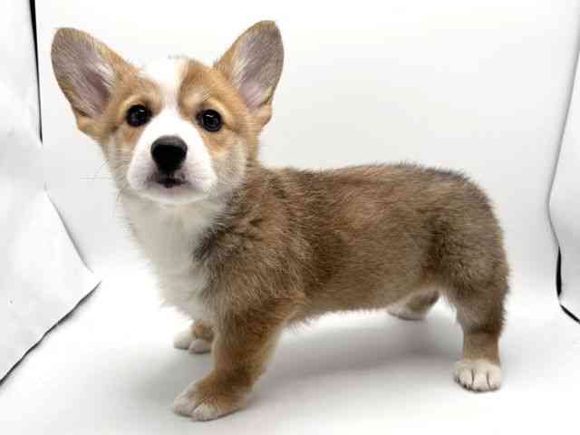 大阪府のウェルシュコーギーペンブローク (ひごペットフレンドリーみのおキューズモール店/2025年9月15日生まれ/女の子/セーブルホワイト)の子犬の3枚目の画像