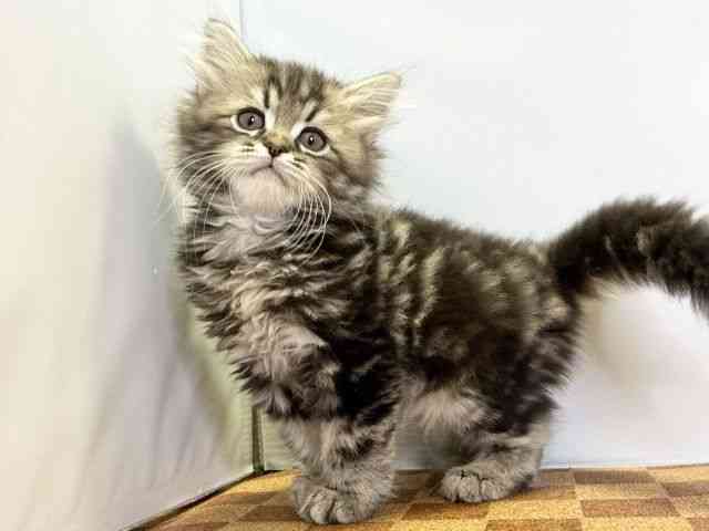 愛媛県のミヌエット (ひごペットフレンドリーエミフルMASAKI店/2025年9月21日生まれ/男の子/ブラウンタビー)の子猫の3枚目の画像