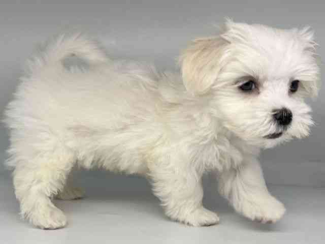 徳島県のマルチーズ (ひごペットフレンドリーゆめタウン徳島店/2025年9月19日生まれ/男の子/ホワイト)の子犬の3枚目の画像