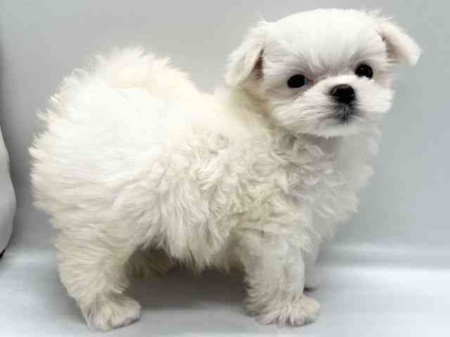 京都府のマルチーズ (ひごペットフレンドリー京都店/2025年9月19日生まれ/男の子/ホワイト)の子犬の3枚目の画像