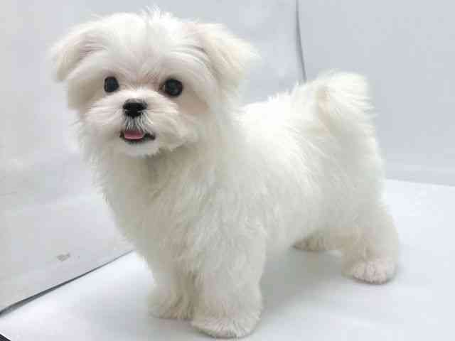 京都府のマルチーズ (ひごペットフレンドリー京都店/2025年9月19日生まれ/男の子/ホワイト)の子犬の3枚目の画像